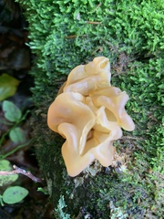 Phaeotremella frondosa