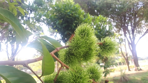 Nephelium lappaceum