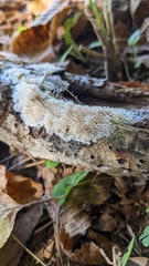 Radulomyces copelandii