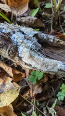 Radulomyces copelandii