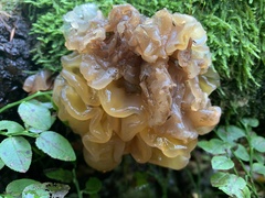 Phaeotremella frondosa