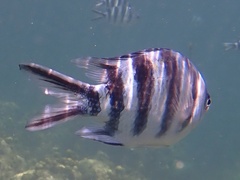 Abudefduf sexfasciatus