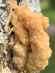 Didymium mucilago