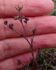 Bupleurum tenuissimum