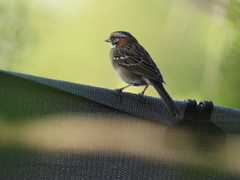 Zonotrichia capensis