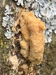 Didymium mucilago