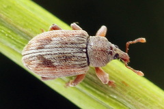 Ellescus scanicus