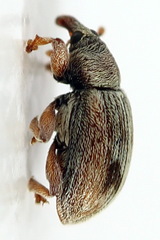 Ellescus scanicus