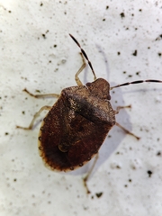 Dryadocoris apicalis