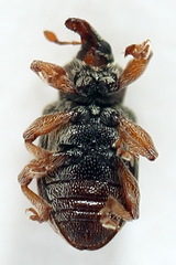 Ellescus scanicus