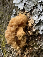 Didymium mucilago
