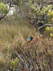 Anthobaphes violacea