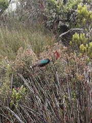 Anthobaphes violacea