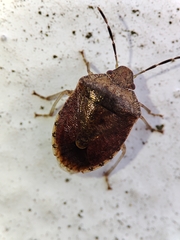 Dryadocoris apicalis