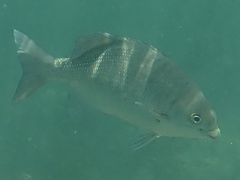 Kyphosus cinerascens