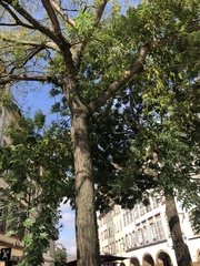 Magnoliopsida