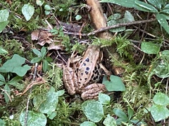 Rana cascadae