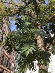 Magnoliopsida
