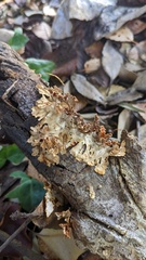 Xylobolus spectabilis