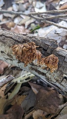 Xylobolus spectabilis