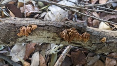 Xylobolus spectabilis