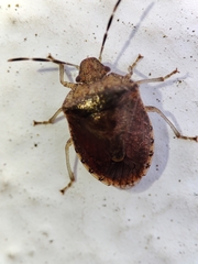 Dryadocoris apicalis