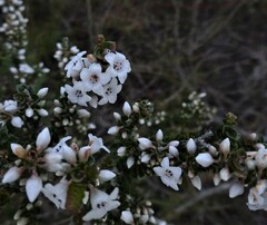 Epacris coriacea