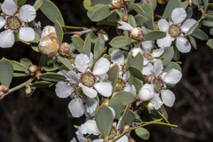 Leptospermum laevigatum