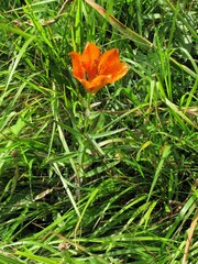 Lilium bulbiferum