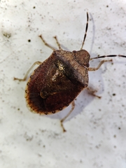 Dryadocoris apicalis