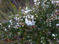Epacris coriacea