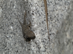 Tarentola mauritanica