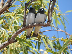 Artamus leucorynchus