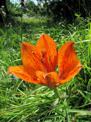 Lilium bulbiferum