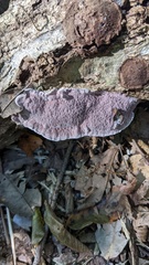 Abundisporus pubertatis