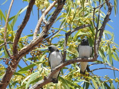 Artamus leucorynchus
