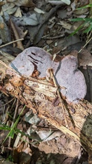 Abundisporus pubertatis