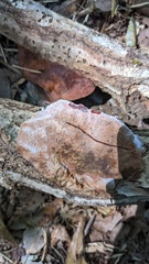 Abundisporus pubertatis