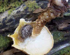 Megapallifera mutabilis