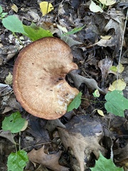 Paxillus rubicundulus
