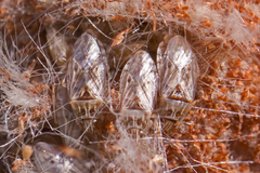 Holcocranum saturejae