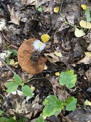 Paxillus rubicundulus
