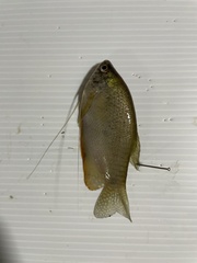 Trichopodus trichopterus