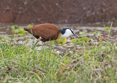 Actophilornis africanus