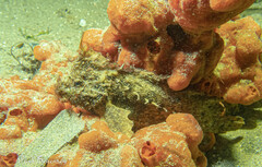 Aploactisoma milesii