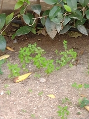 Euphorbia peplus