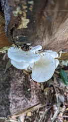 Pleurotus pulmonarius