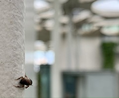 Aphodius