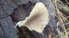 Pleurotus pulmonarius