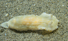 Goniobranchus epicurius